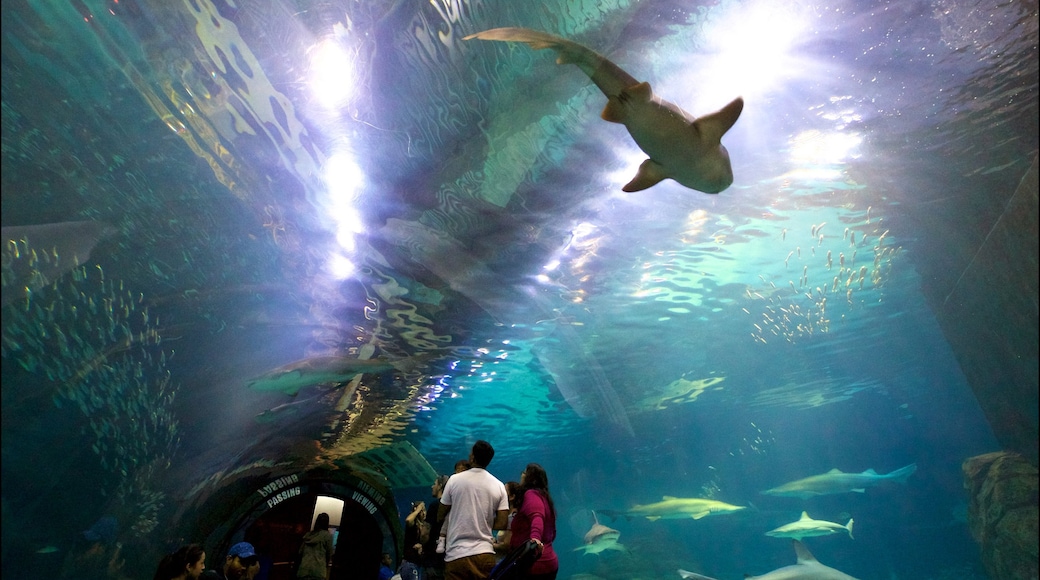 Adventure Aquarium que inclui vistas internas e vida marinha assim como um pequeno grupo de pessoas