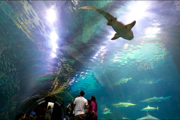 Adventure Aquarium montrant vues intérieures et vie marine aussi bien que petit groupe de personnes