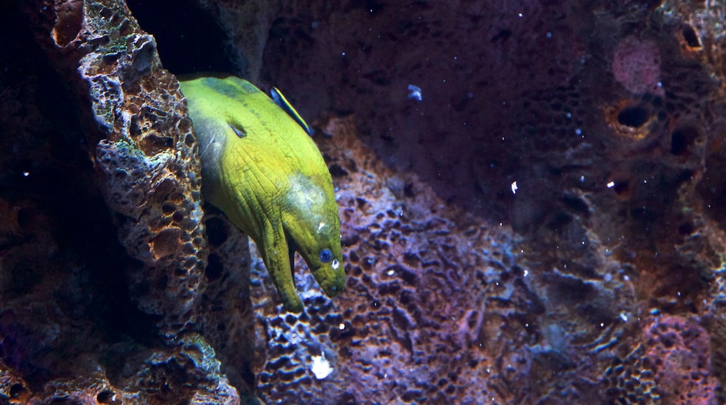 Adventure Aquarium