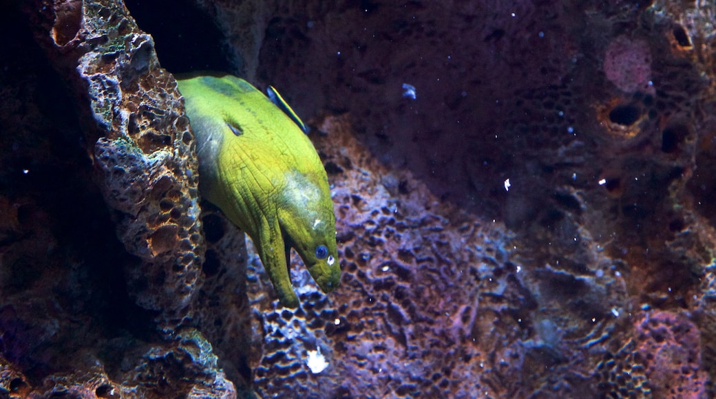 Adventure Aquarium showing interior views and marine life