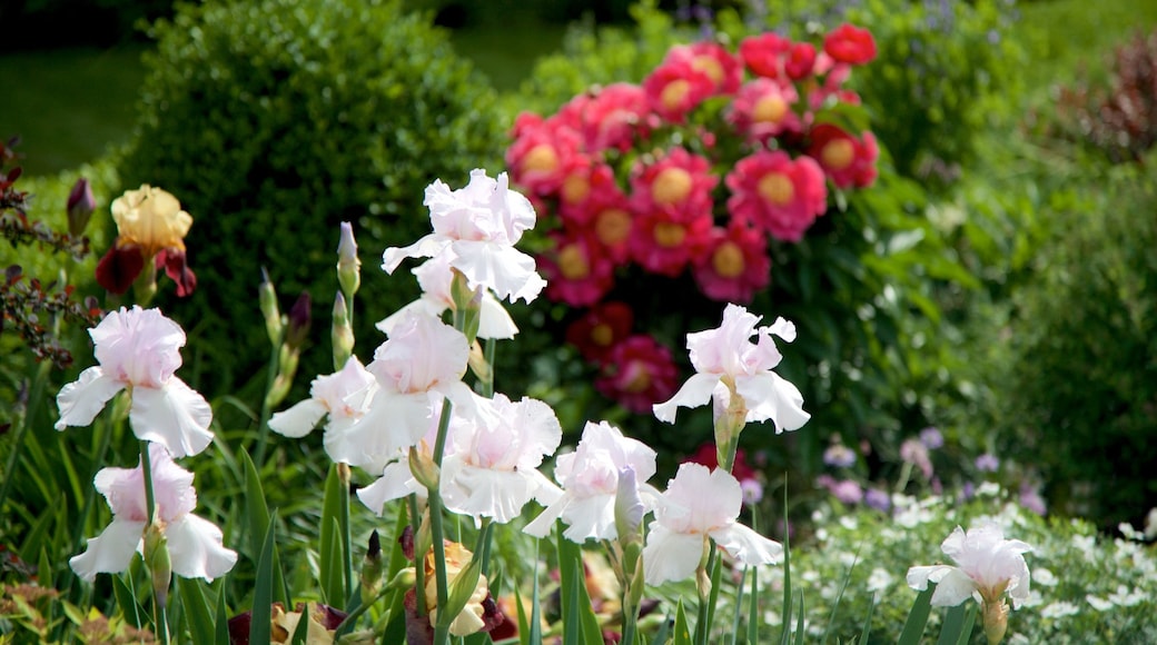 Princeton University showing wildflowers