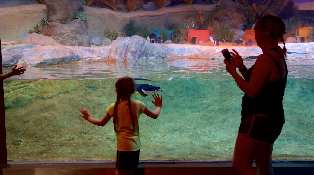 Acuario Adventure que incluye vida marina y vistas de interior y también una familia