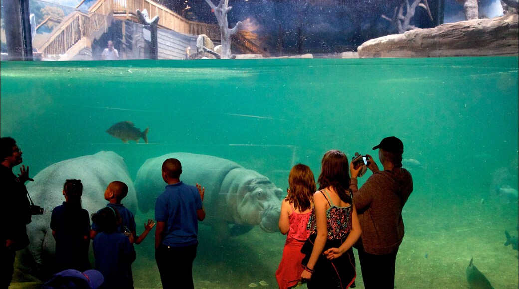 Acuario Adventure que incluye vida marina y vistas de interior y también un grupo pequeño de personas