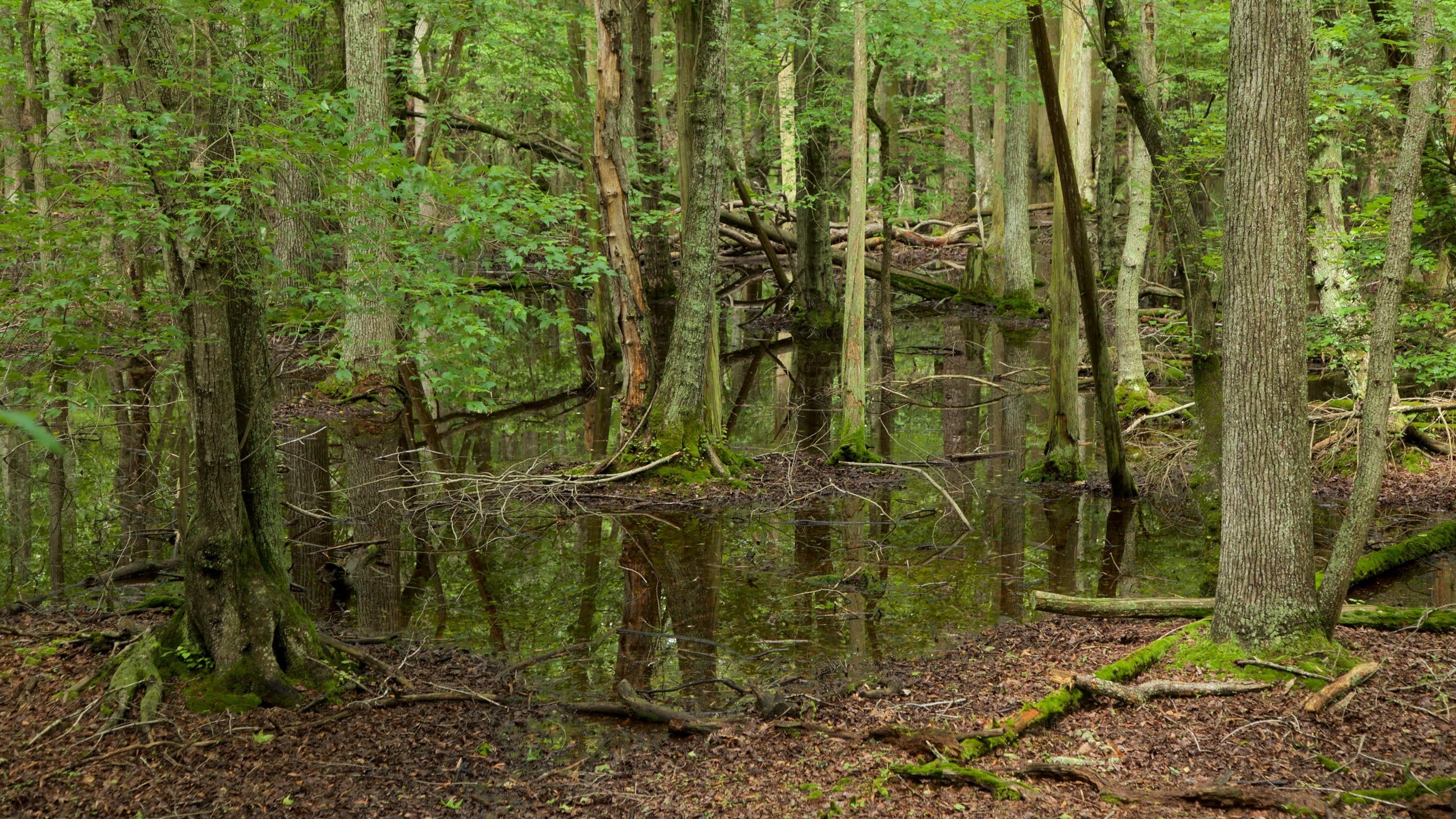 ケープ メイ カウンティ動物園 ケープ メイ コート ハウス旅行 エクスペディア