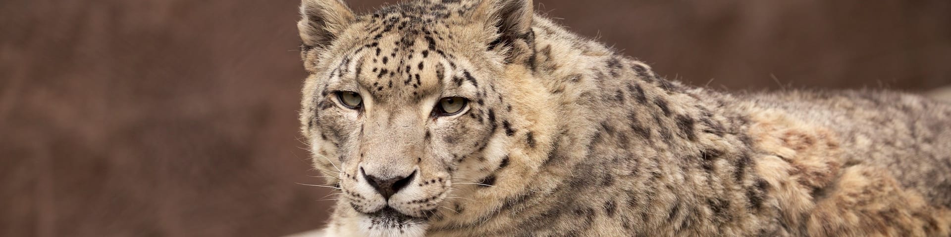 Cape May County Zoo which includes zoo animals, dangerous animals and land animals
