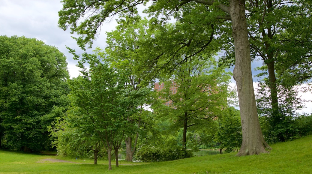 Branch Brook Park showing a garden