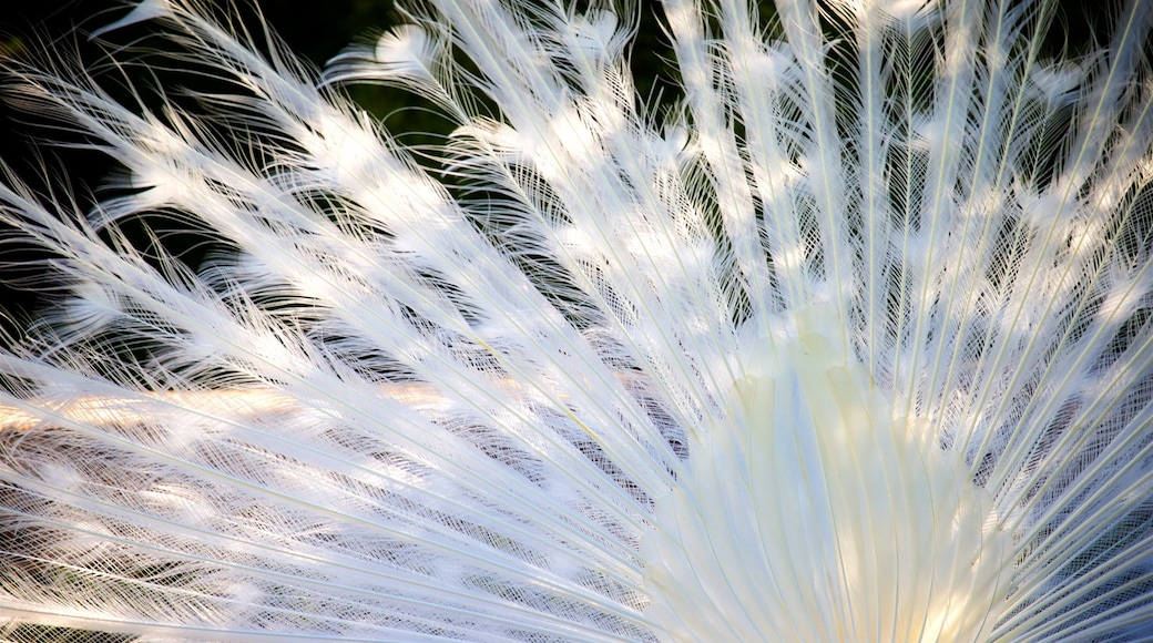 Giardino botanico dell\'isola Bella