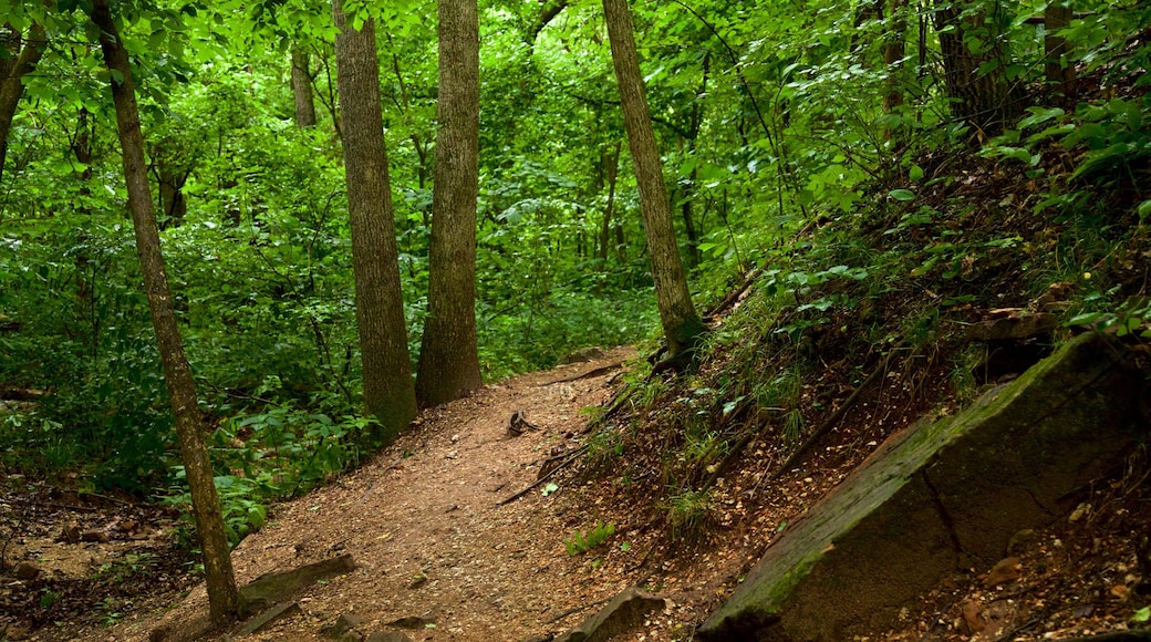 Ha Ha Tonka State Park che include paesaggio forestale