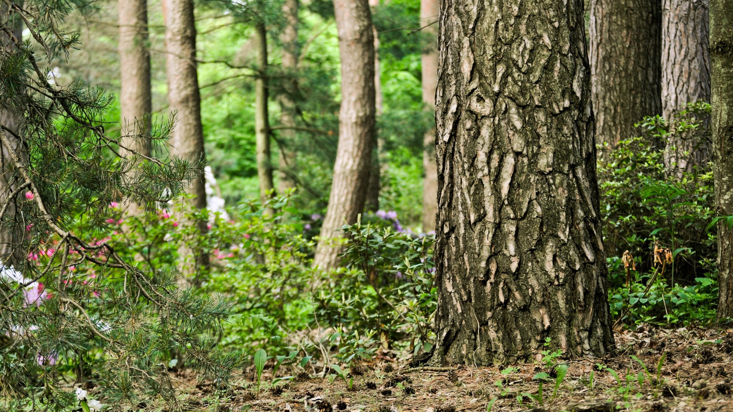 Midland featuring forest scenes