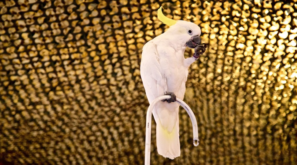 Science City at Union Station featuring bird life