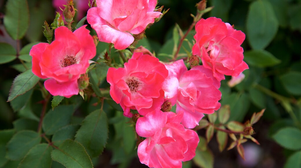 Shelter Gardens inclusief wilde bloemen en een park