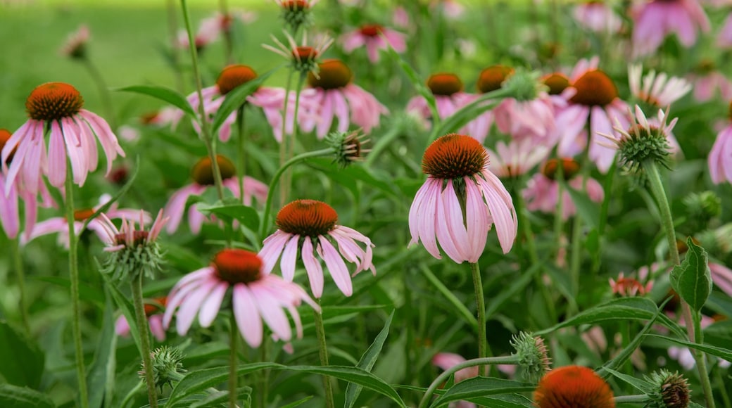 Shelter Gardens showing a garden and wildflowers