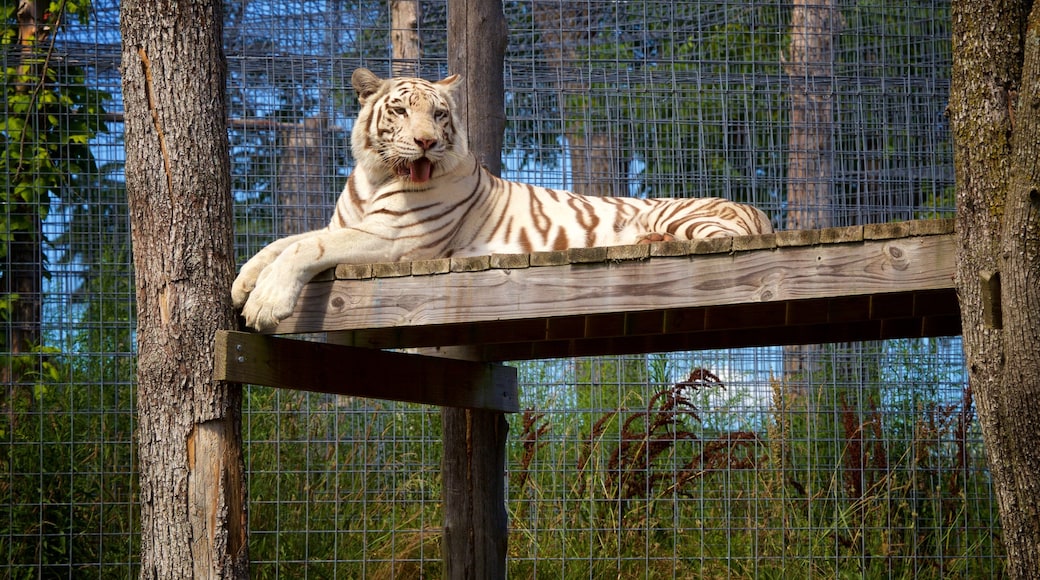 National Tiger Sanctuary 呈现出 陸上動物, 動物園裡的動物 和 危險動物