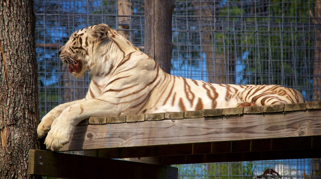 National Tiger Sanctuary 呈现出 危險動物, 動物園裡的動物 和 陸上動物