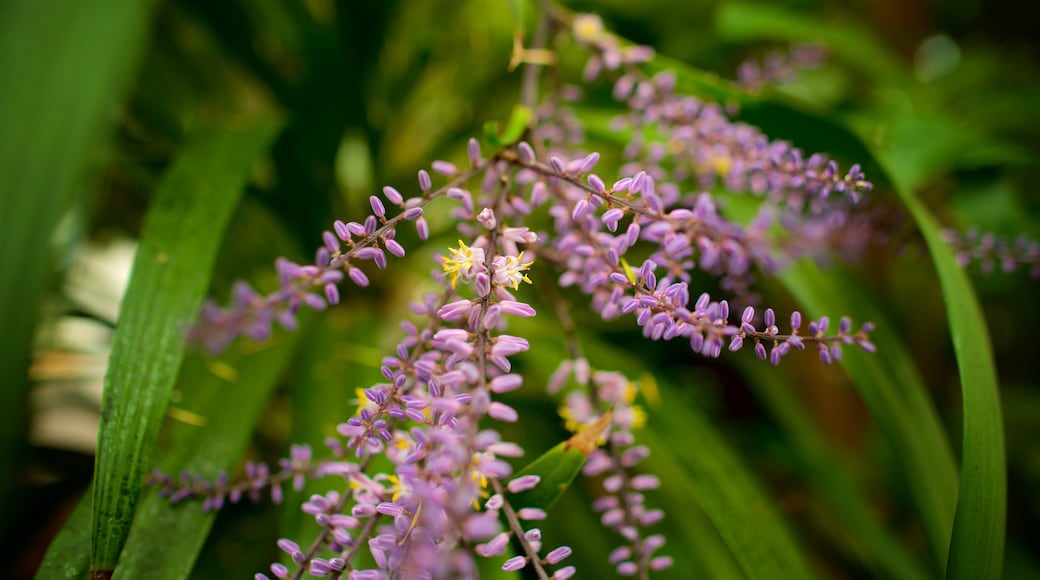 Jardín Botánico de Padua ofreciendo flores silvestres