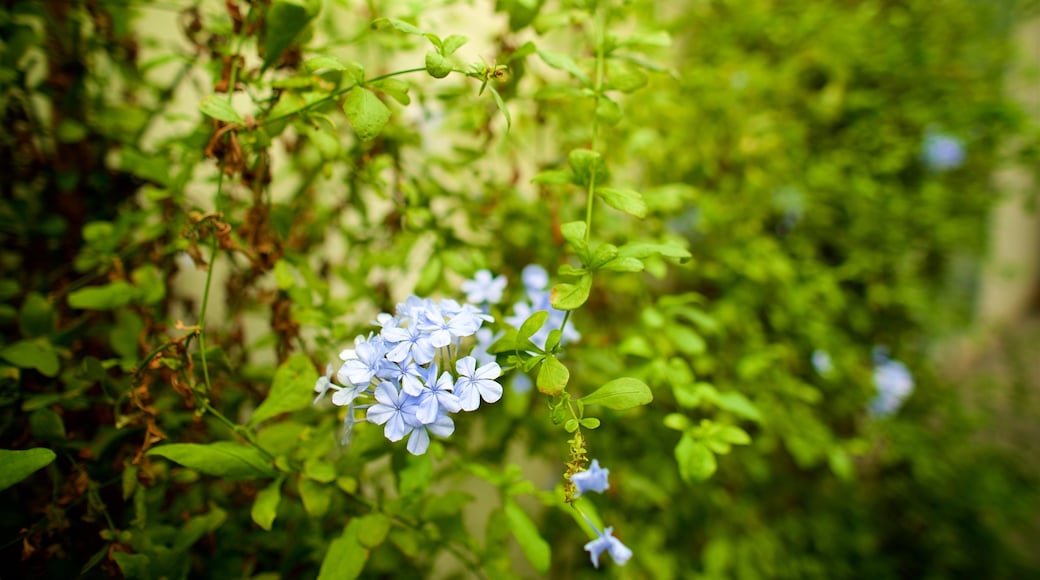 Padua botaniske hage fasiliteter samt villblomster