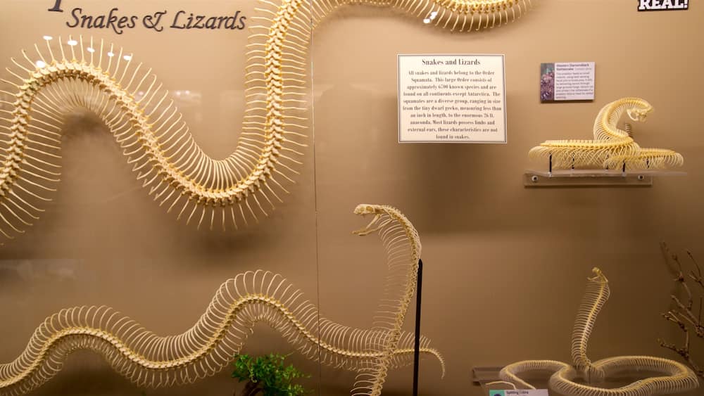 Museum of Osteology showing interior views