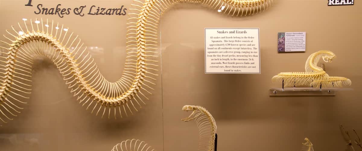Museum of Osteology featuring interior views