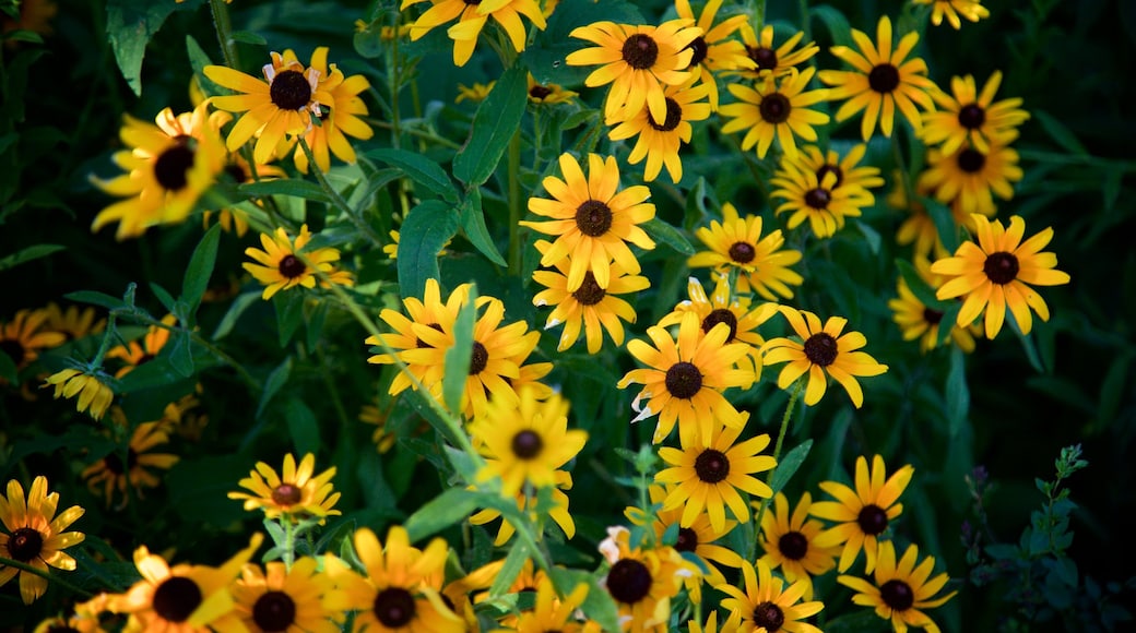 Centennial Park featuring wild flowers