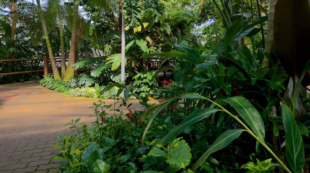 Myriad Botanical Gardens which includes a park