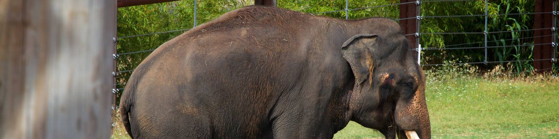 Oklahoma City Zoo featuring zoo animals and land animals