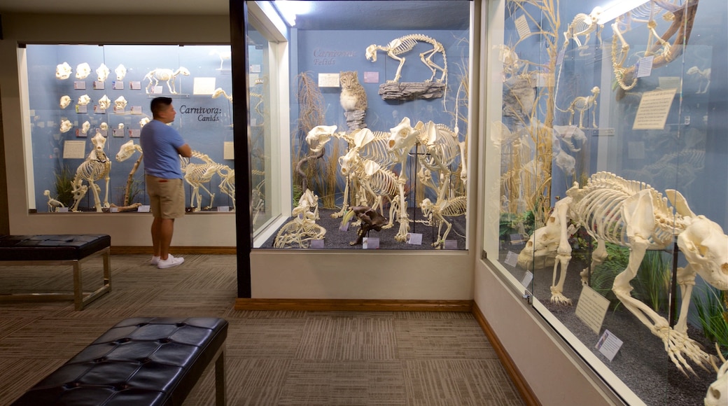 Museo de osteología mostrando vistas interiores y también un hombre