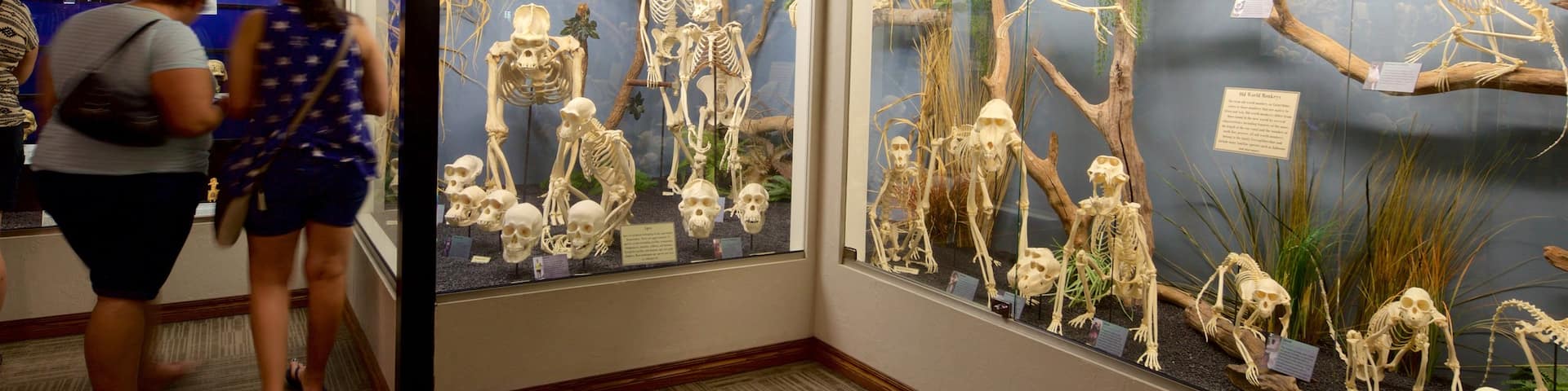 Museum of Osteology showing interior views as well as a couple