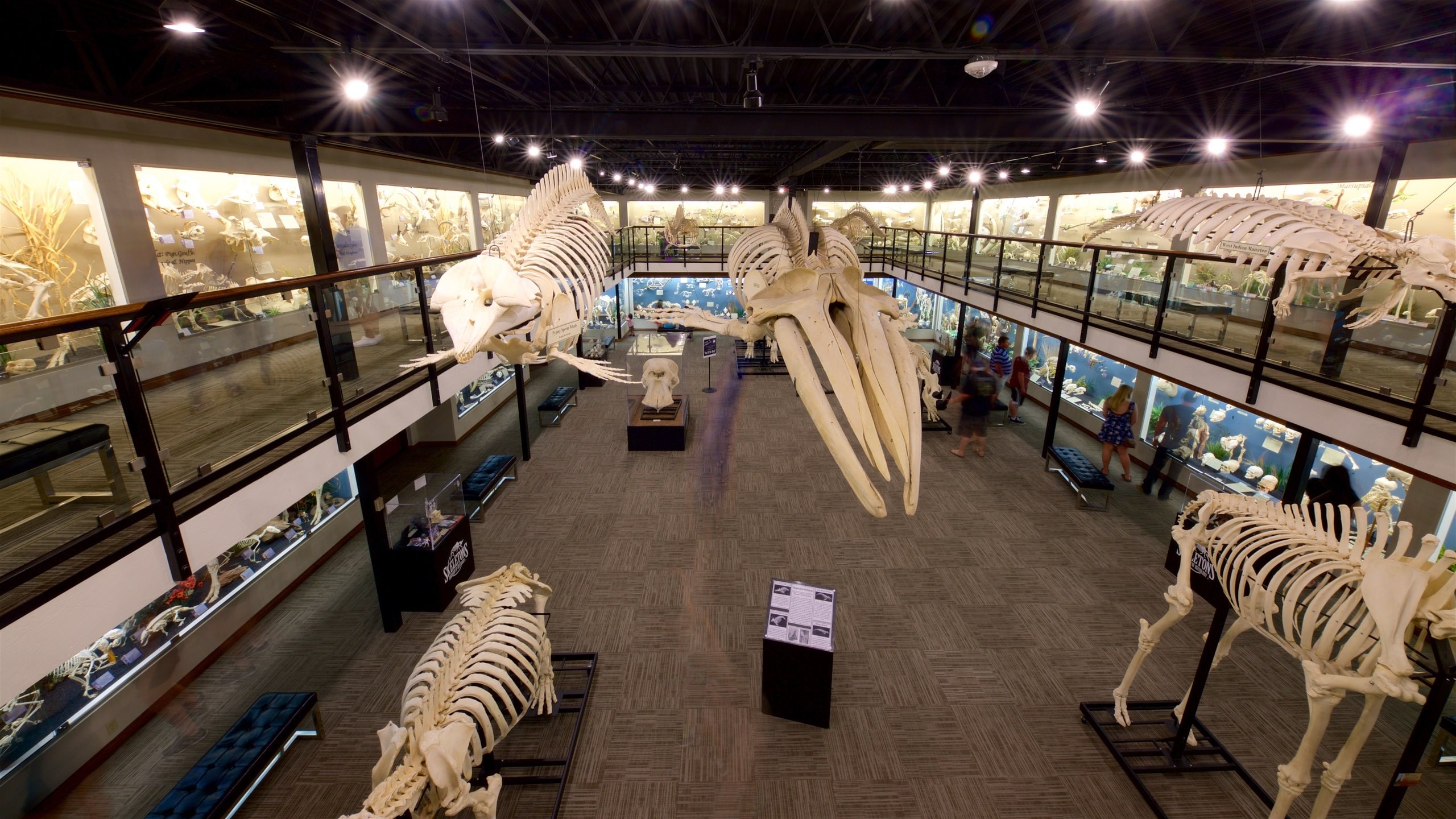 Museum of Osteology showing interior views