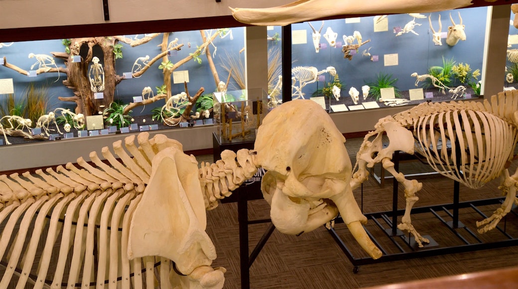 Museo de osteología que incluye vistas interiores