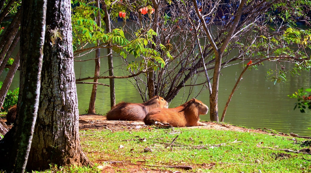 Taquaral See das einen Landtiere und See oder Wasserstelle