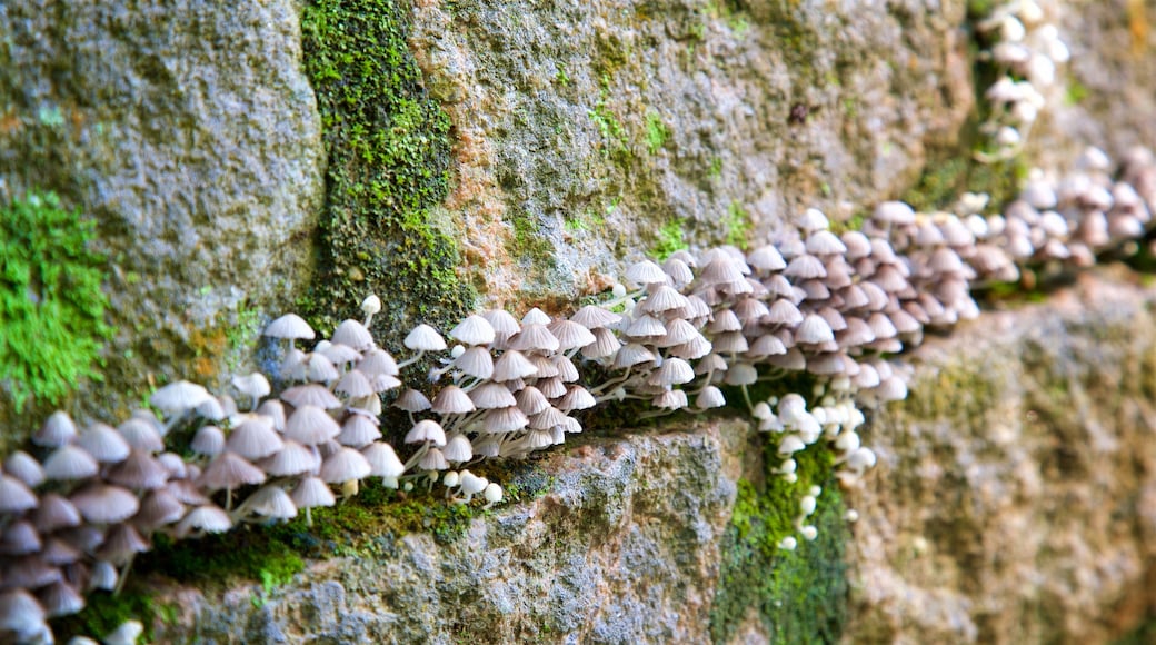 Forêt de Jequitibas