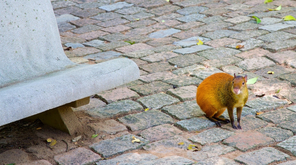 Jequitibas Forest which includes cuddly or friendly animals