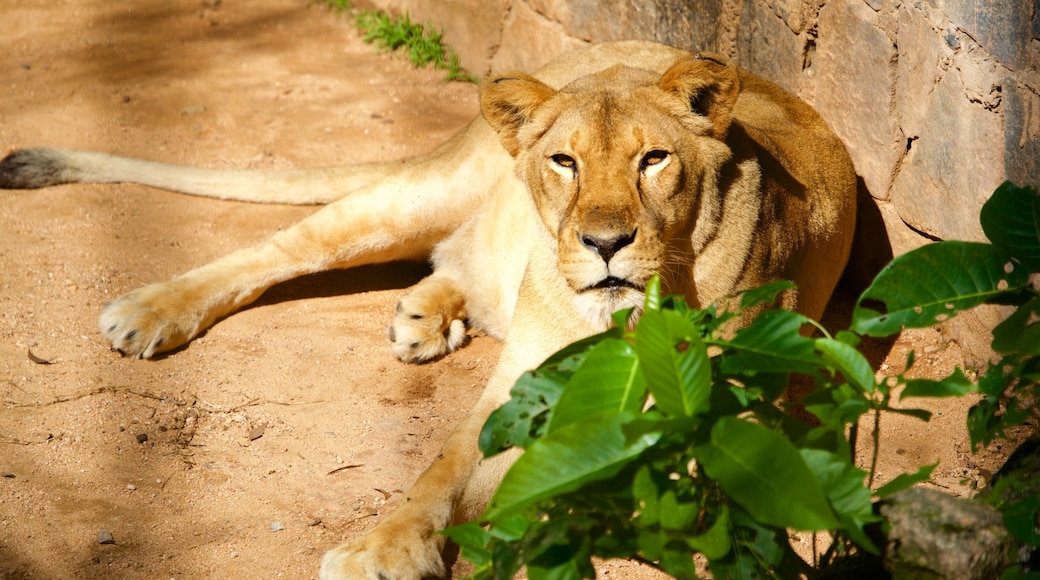 ForĂȘt de Jequitibas montrant animaux terrestres, animaux de zoo et animaux dangereux