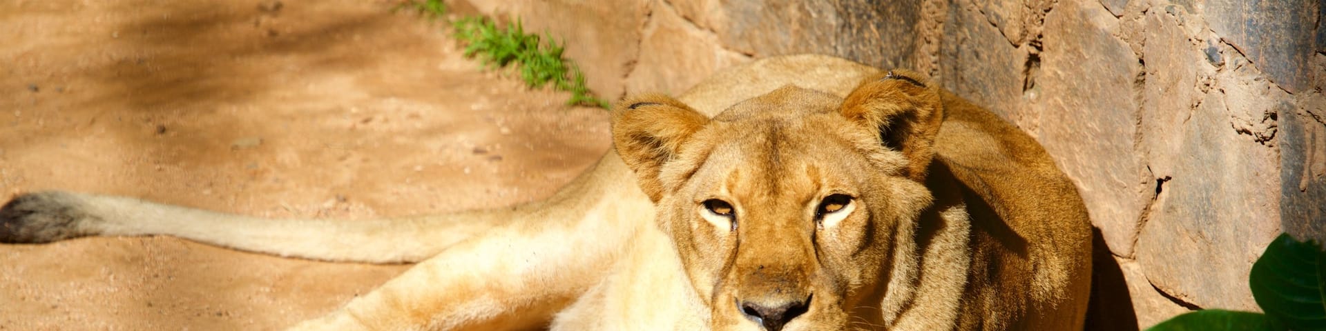 Jequitibas Forest featuring land animals, zoo animals and dangerous animals