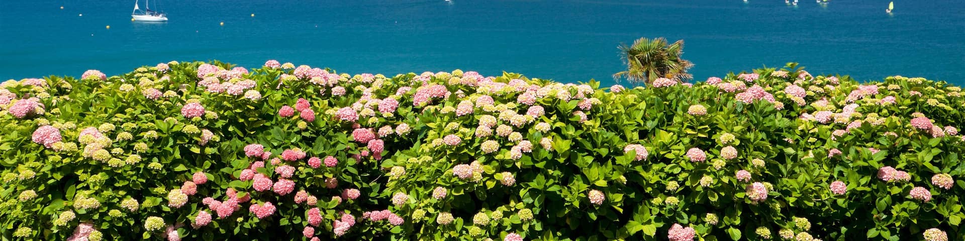 Miramar Palace which includes flowers, a coastal town and general coastal views