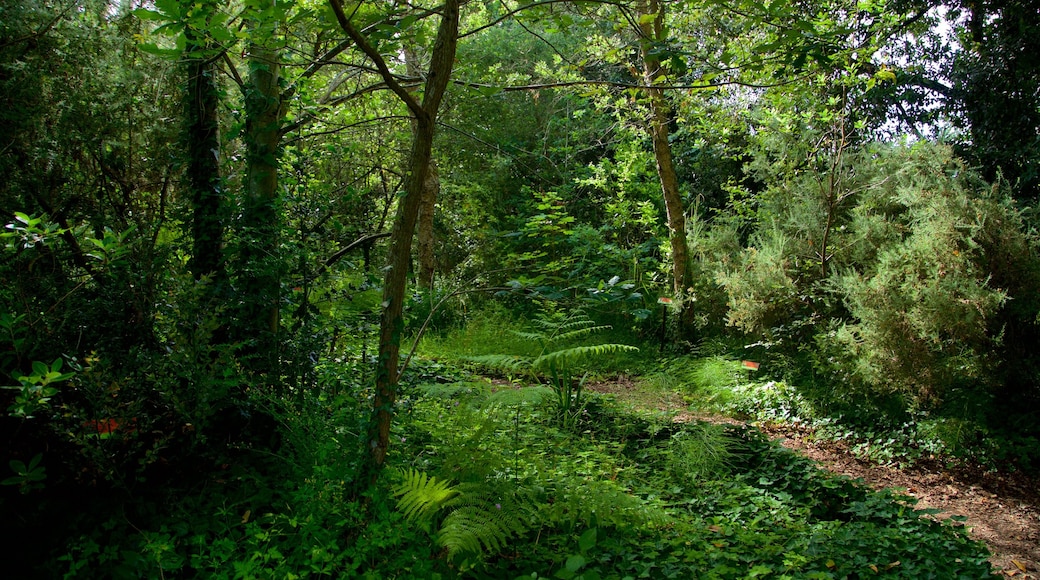 Kebun Raya Atlantic