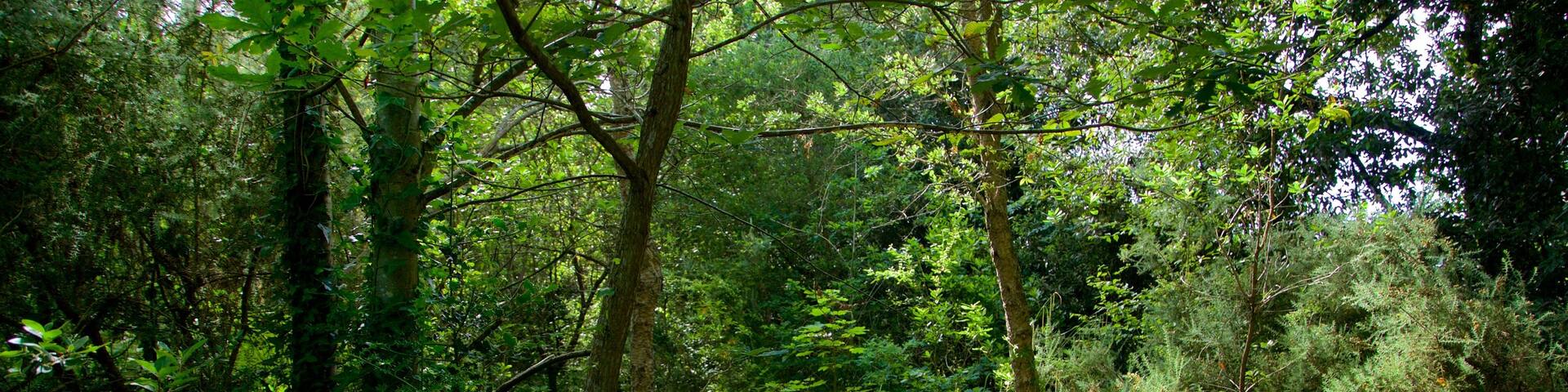 Jardín Botánico Atlántico featuring forests and a garden