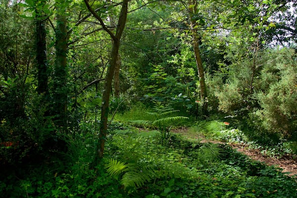 Jardín Botánico Atlántico mit einem Park und Waldmotive