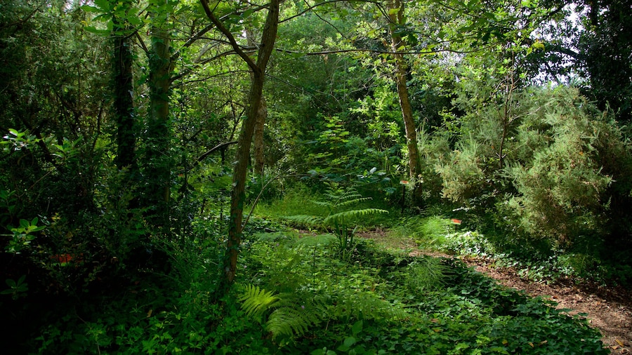 Jardín Botánico Atlántico showing forests and a park