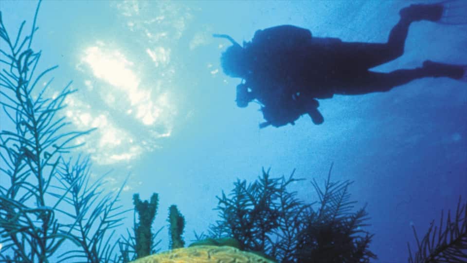 Corpus Christi que inclui recifes coloridos, cenas tropicais e mergulho