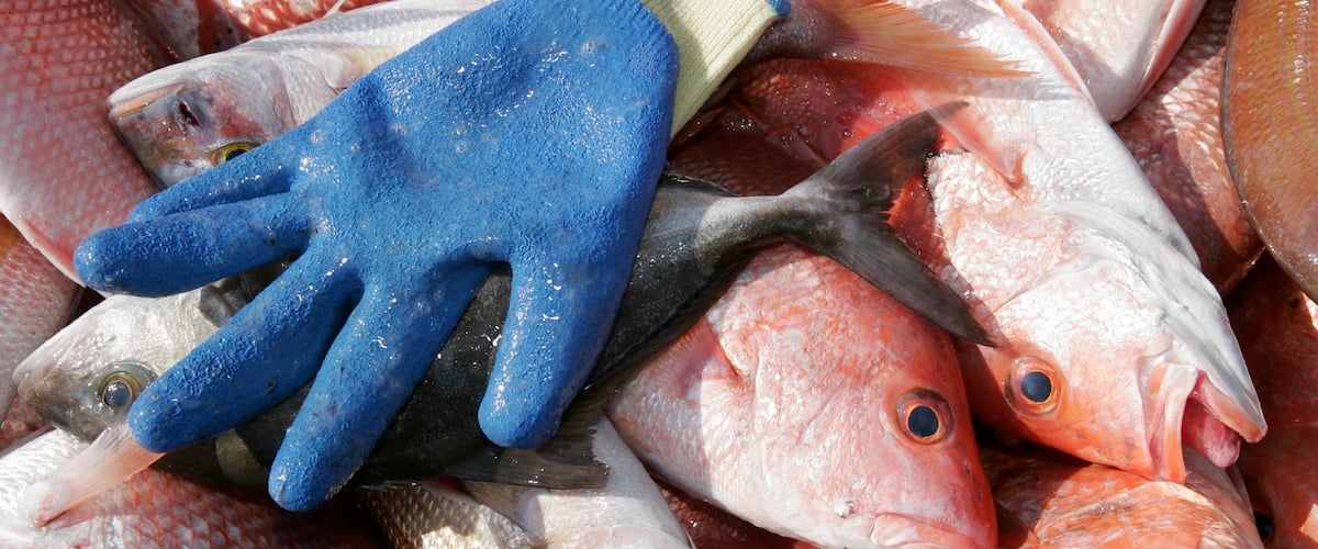 Gulf Shores que incluye pesca y mercados