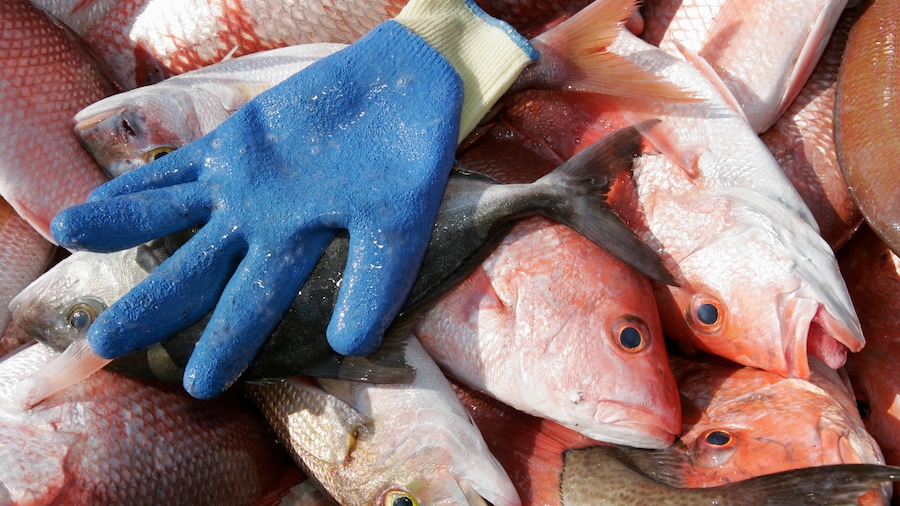 Gulf Shores featuring markets and fishing