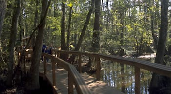 Baton Rouge montrant panoramas, jardin et randonnée ou marche à pied