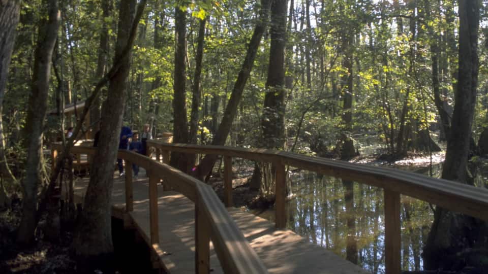 Baton Rouge mostrando un parque, vistas de paisajes y senderismo o caminata
