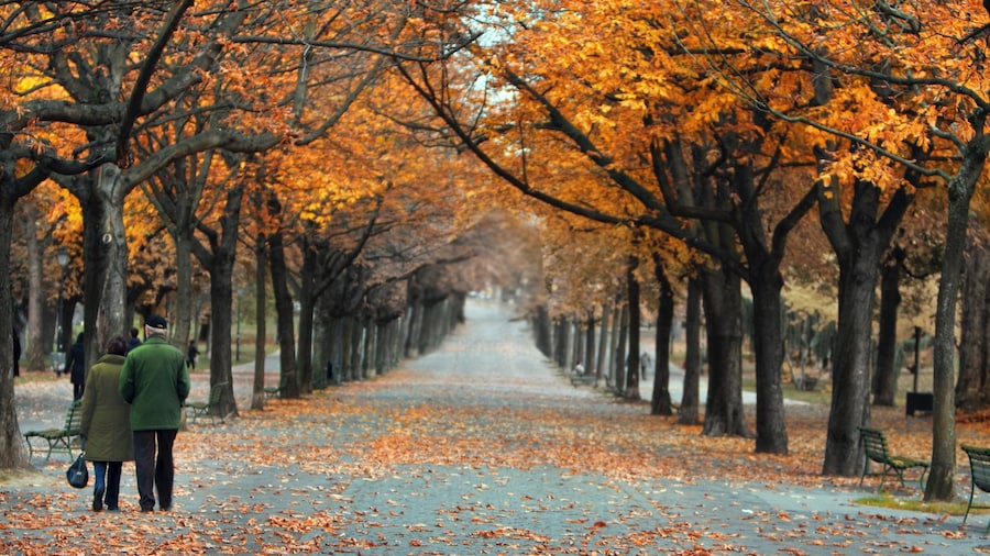 Bastions Park featuring forest scenes, a park and autumn leaves