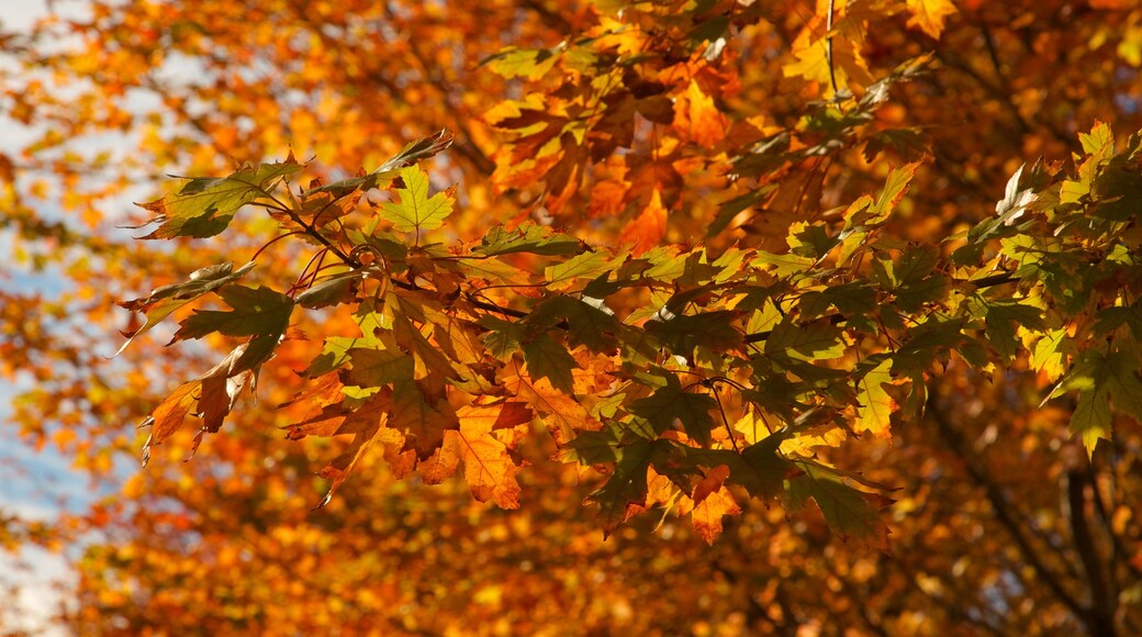 Millennium Park ofreciendo jardín y colores de otoño