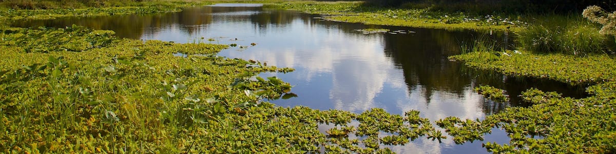 Tampa mit einem Teich, Wälder und Landschaften