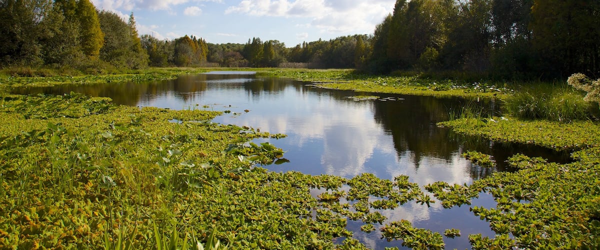 Tampa showing a pond, forests and general coastal views