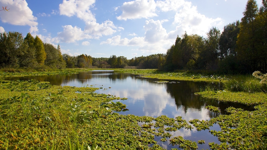 Tampa som viser skovområder, en sø eller et vandhul og en dam