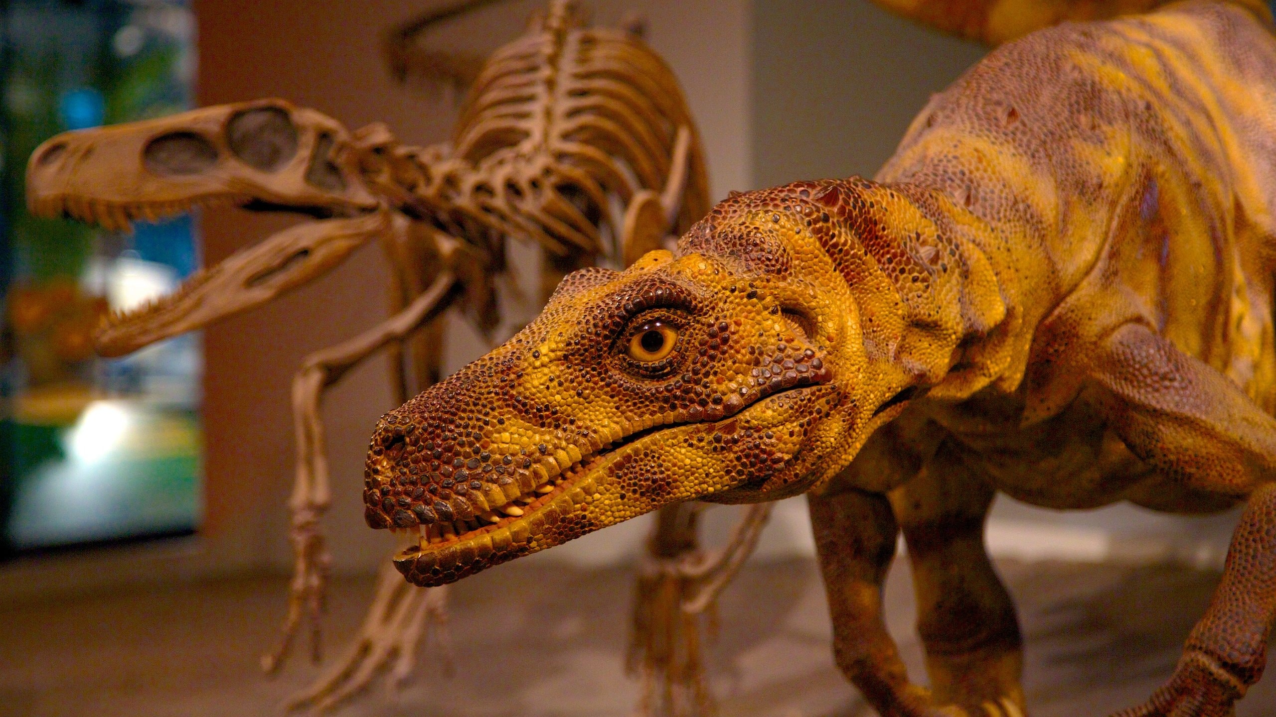 Field naturhistorisk museum fasiliteter samt innendørs